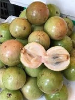 Fresh Vietnam Milk Melon Fruit Seeds for Planting