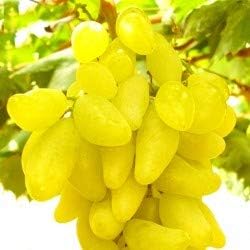 Fresh Yellow Grape Fruit Seeds for Planting