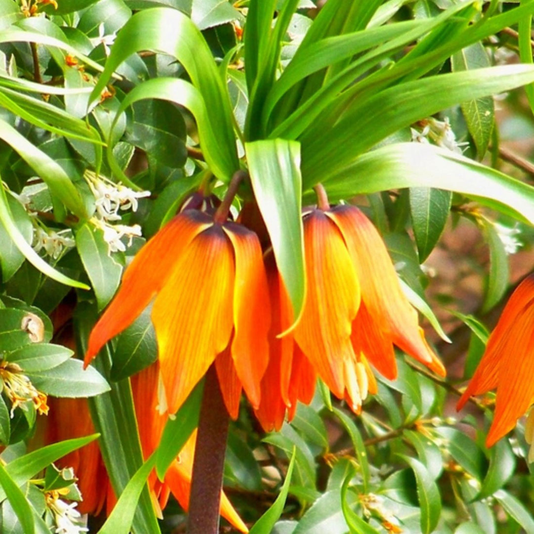 planting fritillaria seeds Fritillaria Imperialis Orange Flower Seeds for Planting – Heirloom, Non-GMO, Organic