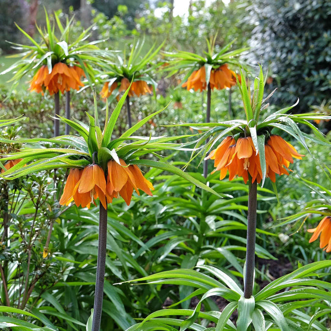 Fritillaria Imperialis Orange Flower Seeds for Planting – Heirloom, Non-GMO, Organic