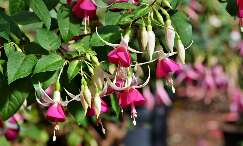 Double Petals Fuchsia Seeds for Planting Blue Pink 100 pcs