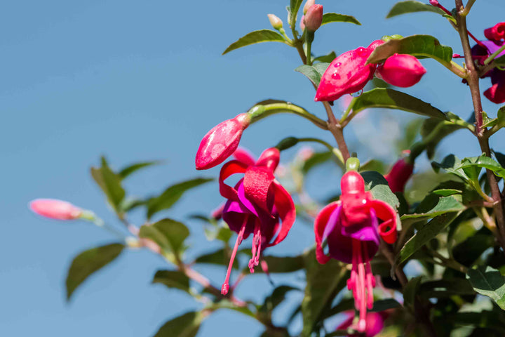 Pink Red Fuchsia Flower Seeds for Planting 100 pcs