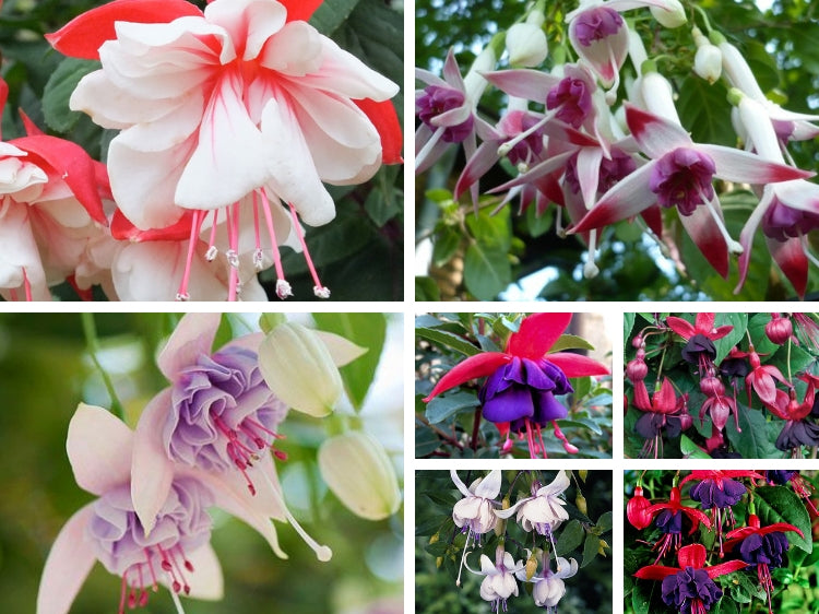 fuchsia seeds from plant Heirloom Non-GMO Fuchsia Hybrida Flower Seeds | Multi-Colored Blooms