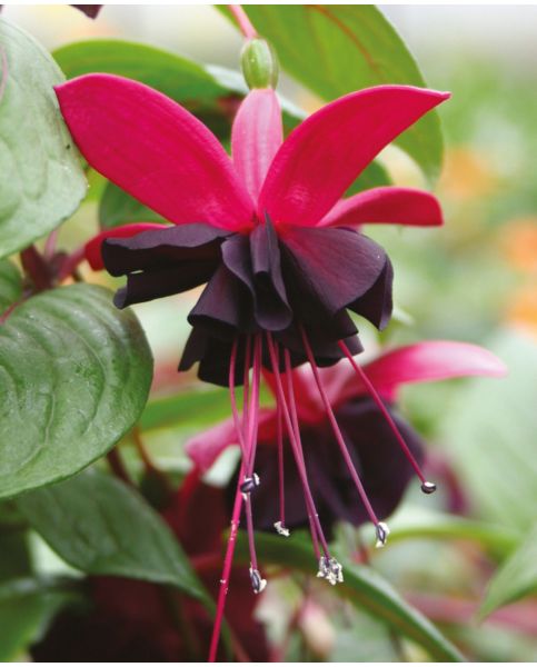 Fresh Fuchsia Flower Seeds for Planting, Pink Maroon 100 pcs