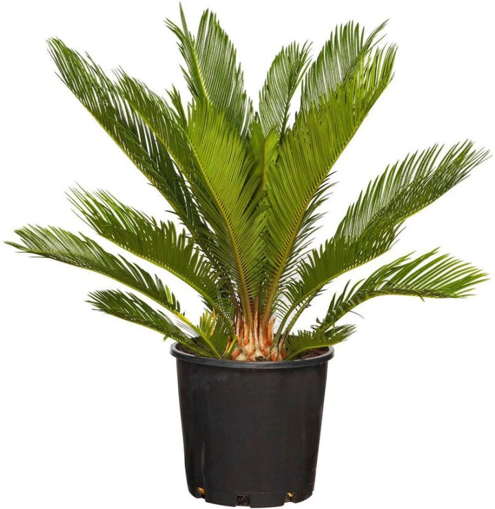 Green Cycads Planting Seeds for Garden 100 pcs