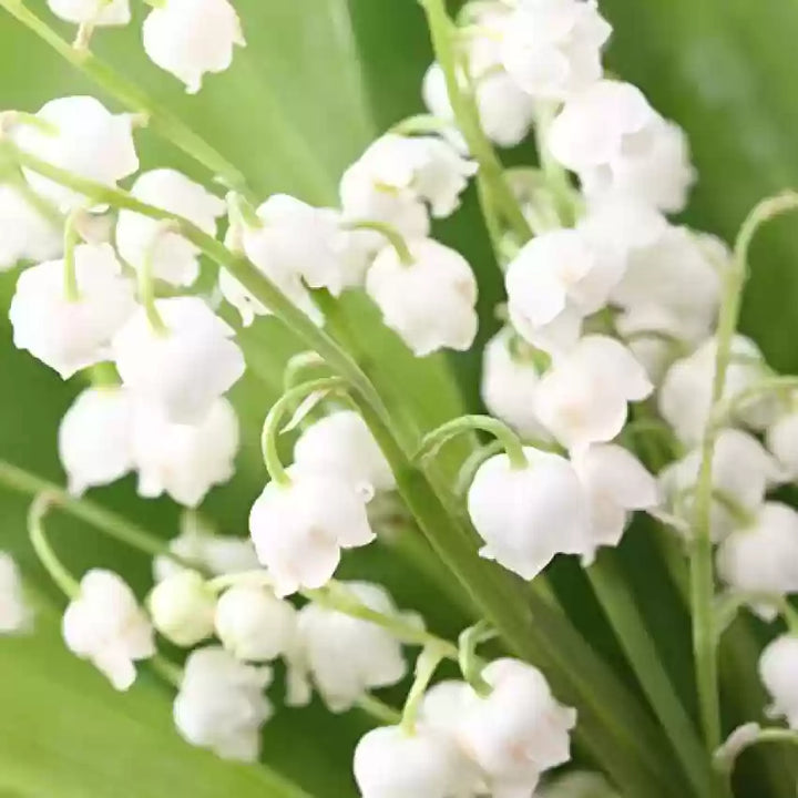 White Windbell Orchid Seeds for Planting - 100 pcs