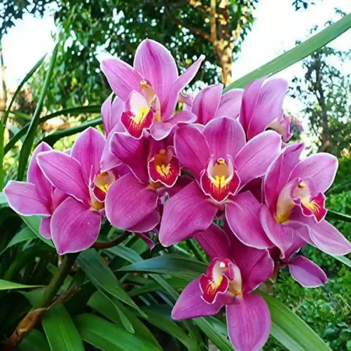 Pink Cymbidium Orchid Seeds for Planting - 100 pcs