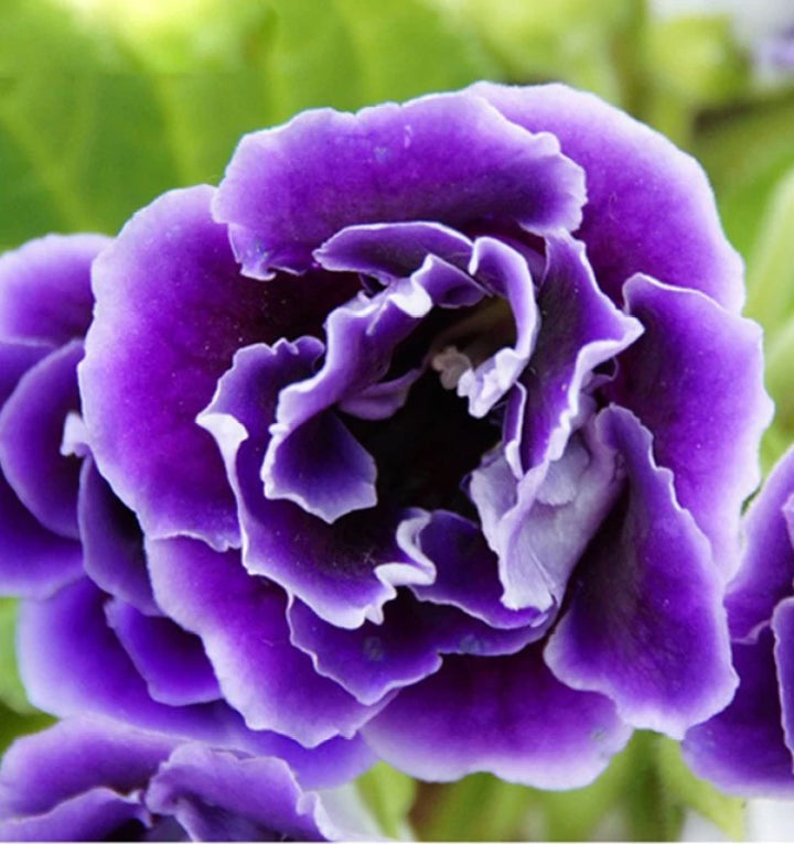 Purple Gloxinia Flower Seeds - 100 pcs