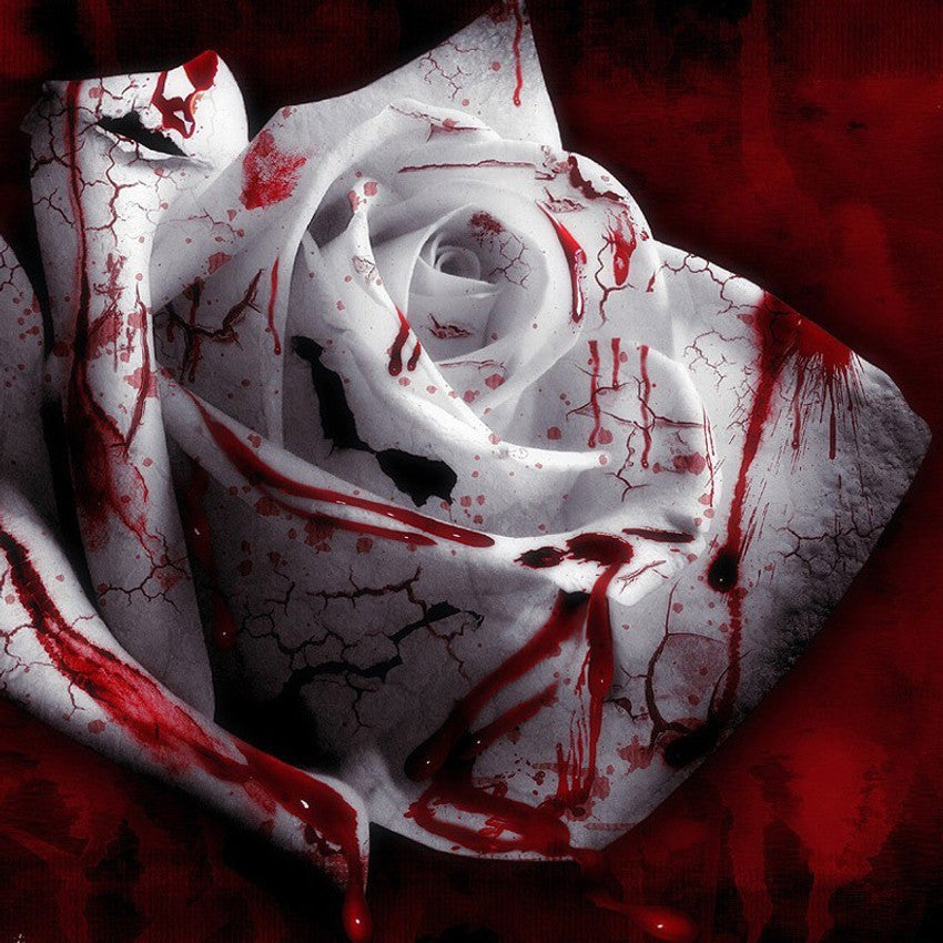 white rose flower seeds
