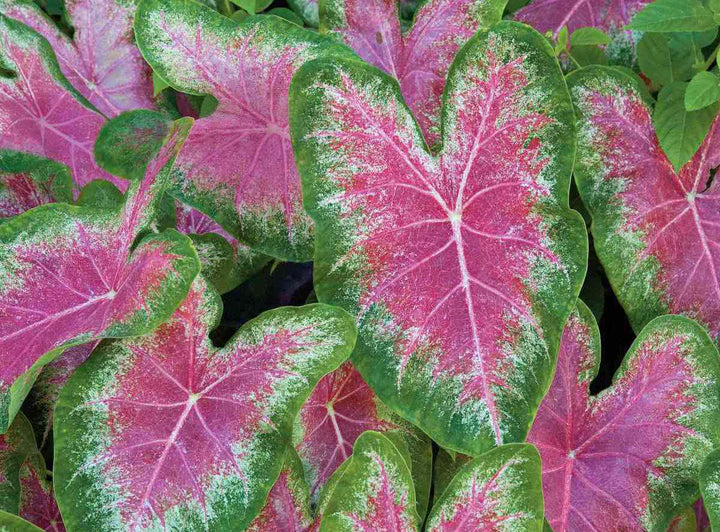 Caladium Bicolor Violet Flower Seeds for Planting 100 pcs