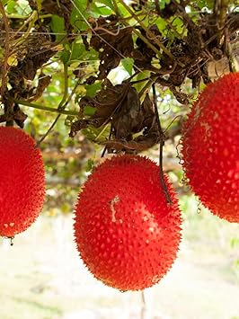 Gac Fruit Seeds