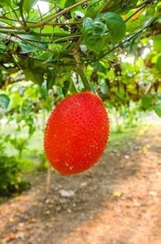 Gac Fruit Seeds