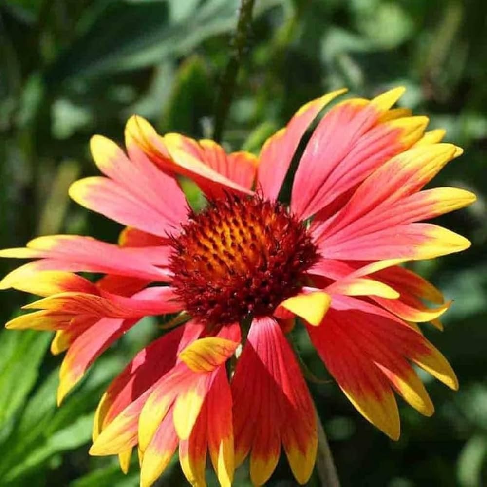 Heirloom Non-GMO Gaillardia Flower Seeds for Planting – Bright Drought-Tolerant Blooms | High Germination