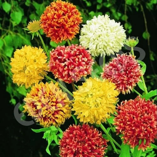 heirloom mixed flower seeds