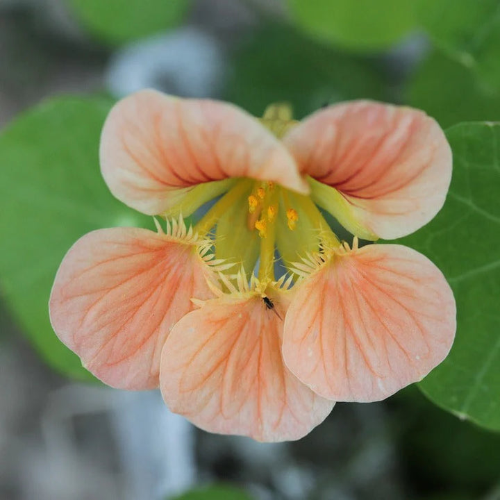 Peach Tropaeolum Majus Flower Seeds - 100 pcs