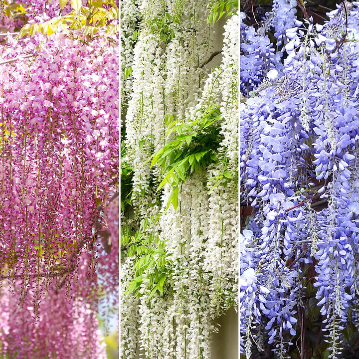 Mixed Wisteria Flower Seeds for Planting – Heirloom, Non-GMO Climbing Vine Seeds for Garden