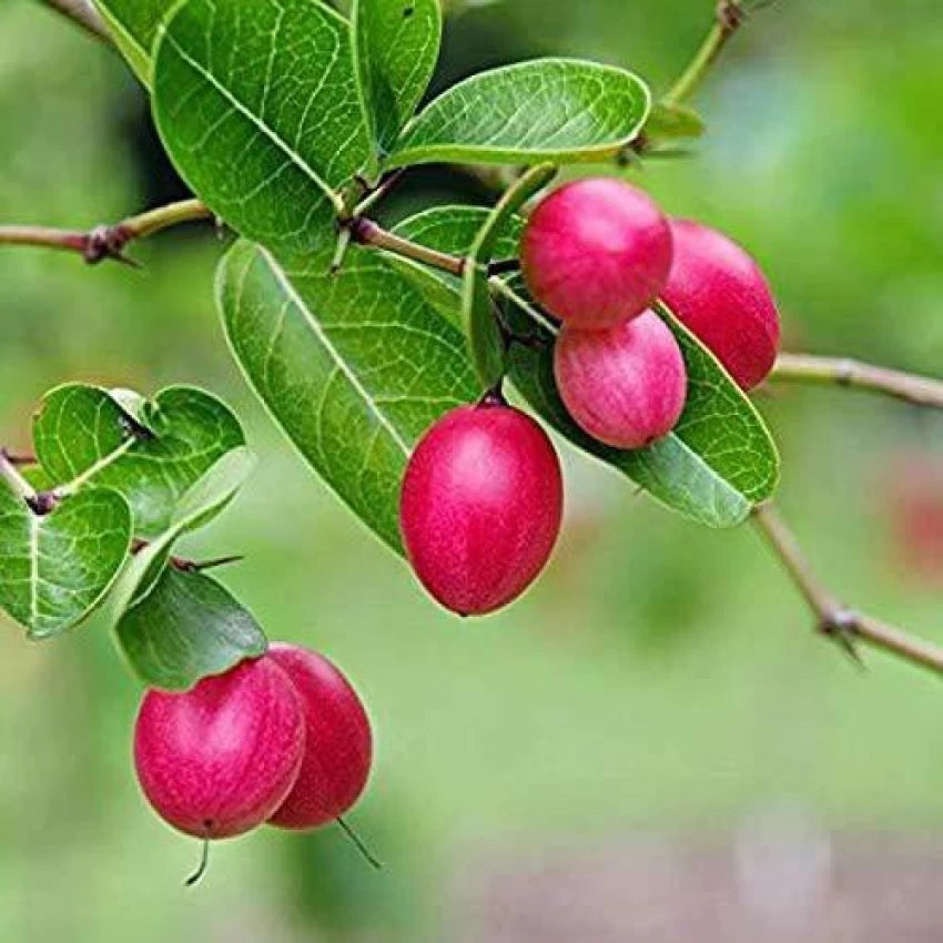 Carissa Carandas Lime Berry Fruit Seeds for Growing Tart Berries  100 pcs