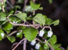 Gaultheria antipoda (Snowberry) Fruit Seeds