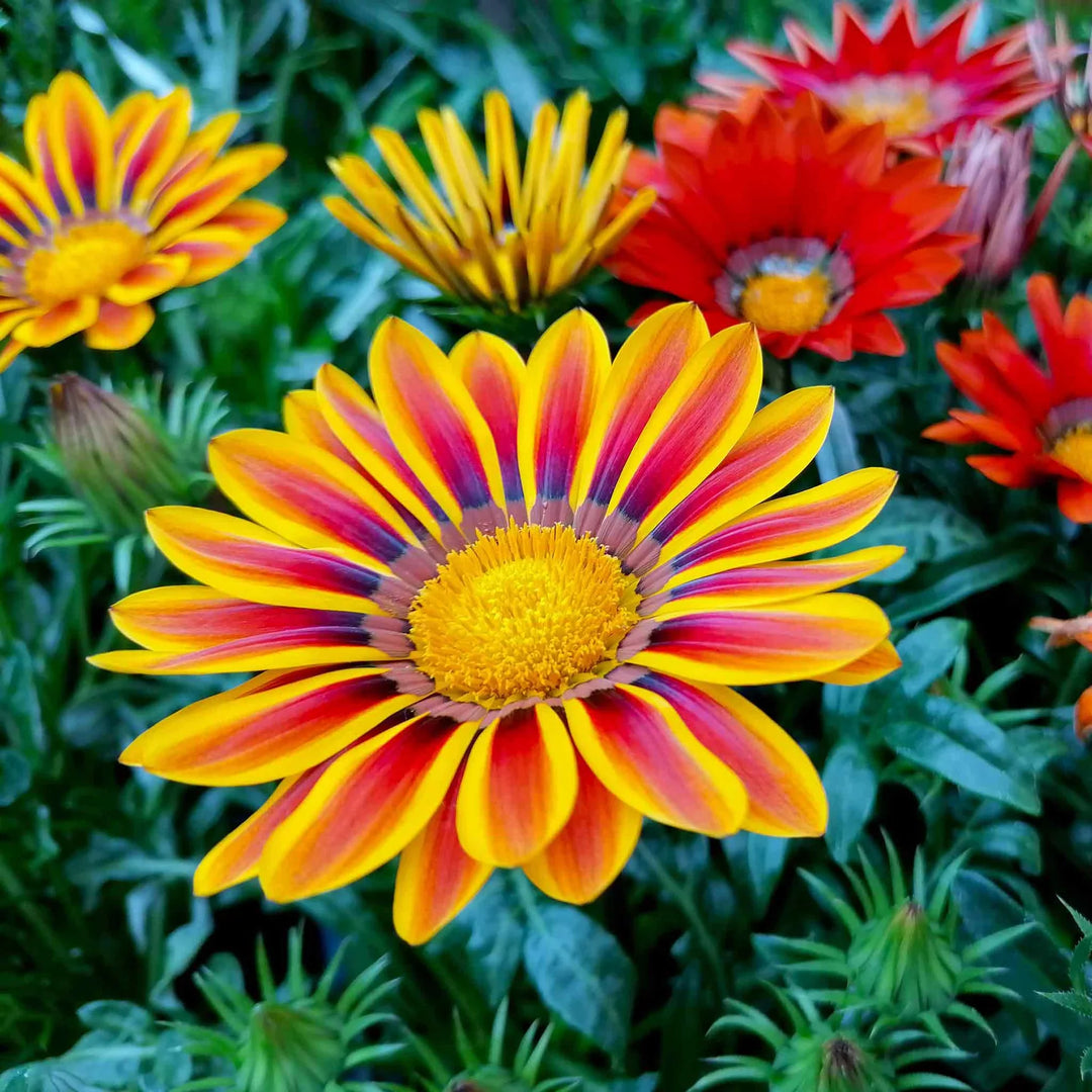 gazania gazania flower seeds