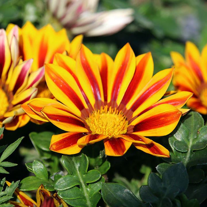 Heirloom Non-GMO Gazania Flower Seeds for Planting – Vibrant Drought-Tolerant Blooms | High Germination