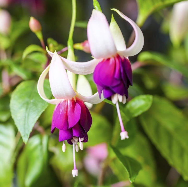 Fuchsia Blomsterfrø til Plantning Lilla Hvid 100 stk