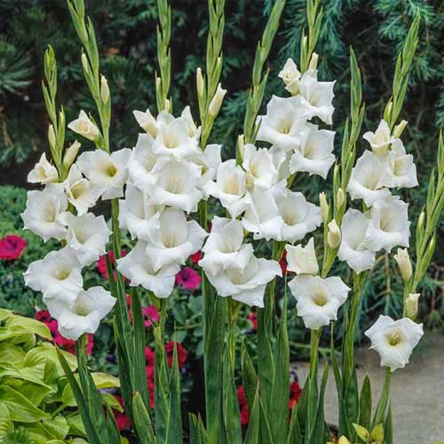 Fresh Gladiolus Flower Seeds for Planting, White 100 pcs