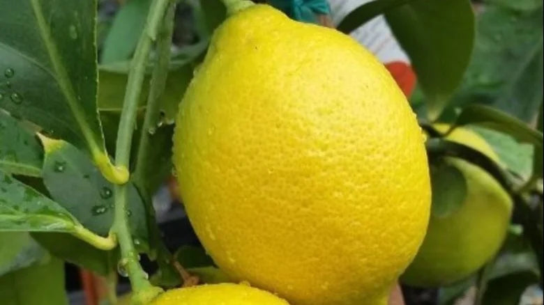 Genoa Lemon Fruit Seeds for Planting - Rare & Highly Productive Lemon Tree