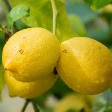 Genoa Lemon Fruit Seeds for Planting