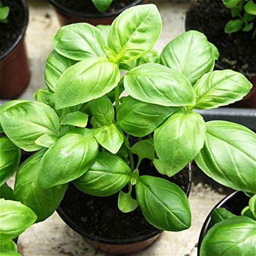 Genovese Basil Herb Seeds for Planting