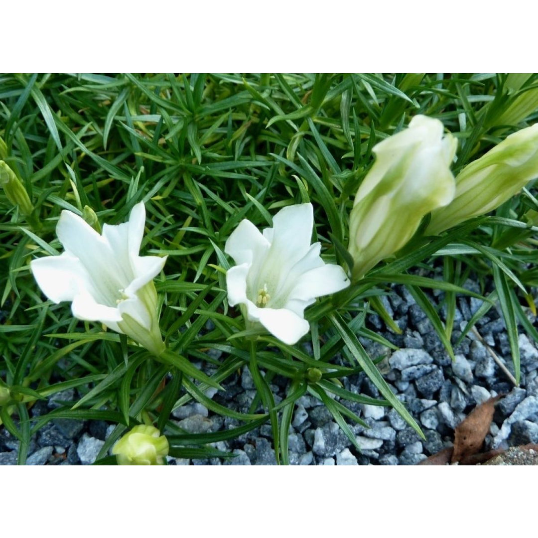 White Gentian Flower Seeds – Heirloom Non-GMO Seeds for Garden Planting