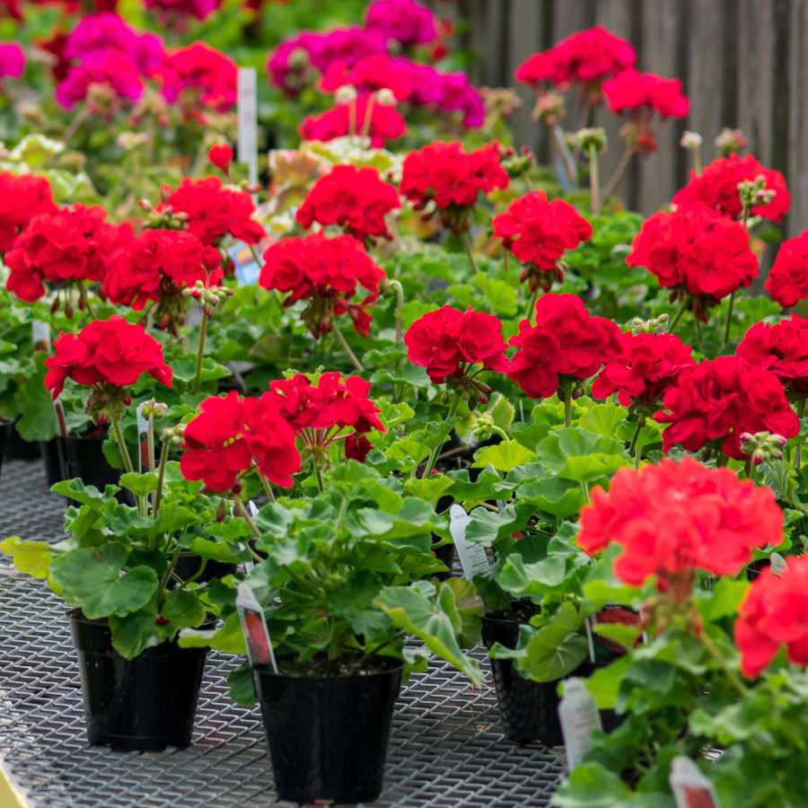 red geranium flower seeds
