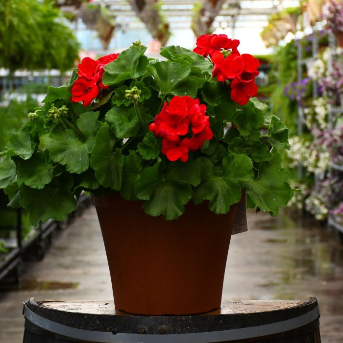 geranium pelargonium flower seeds