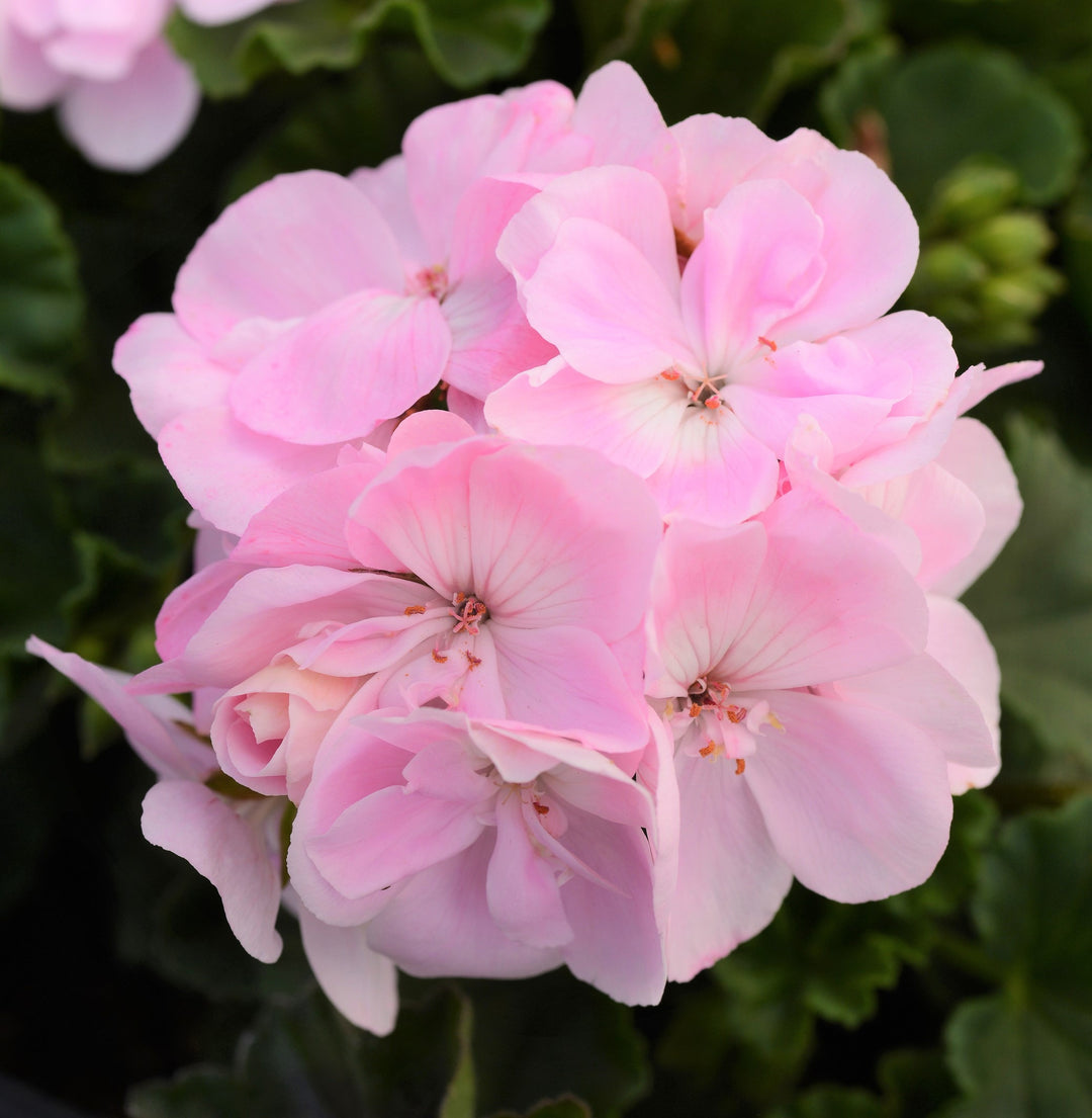 Geranium Baby Pink Blomsterfrø til udplantning 100 stk