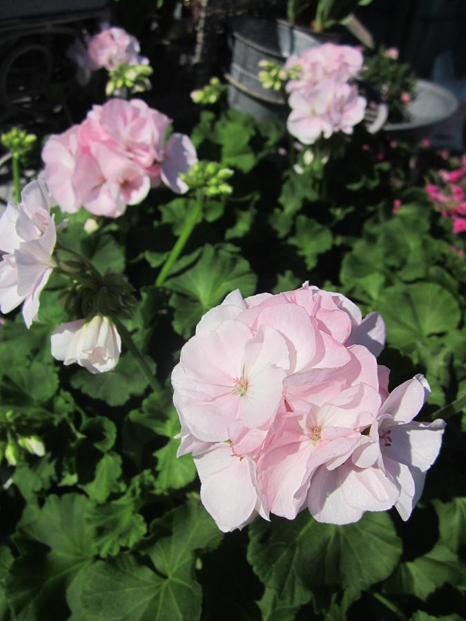 Fresh Geranium Flower Seeds for Planting, Light Pink 100 pcs