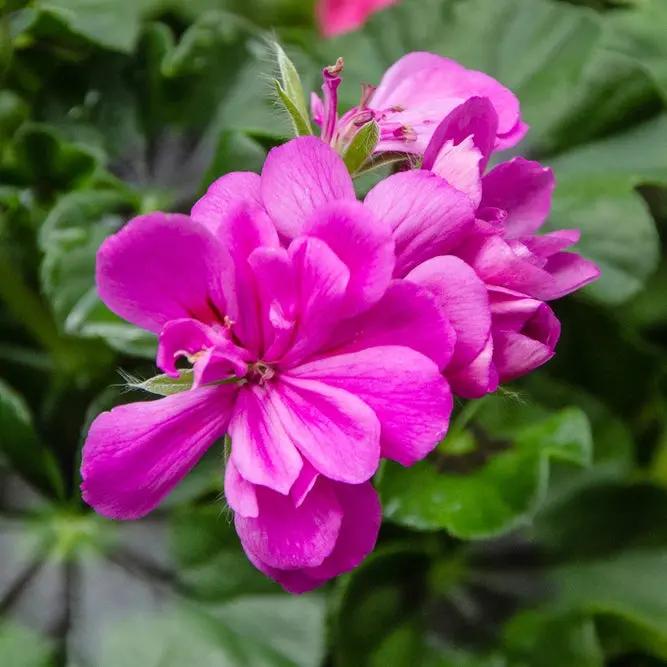 purple geranium flower seeds