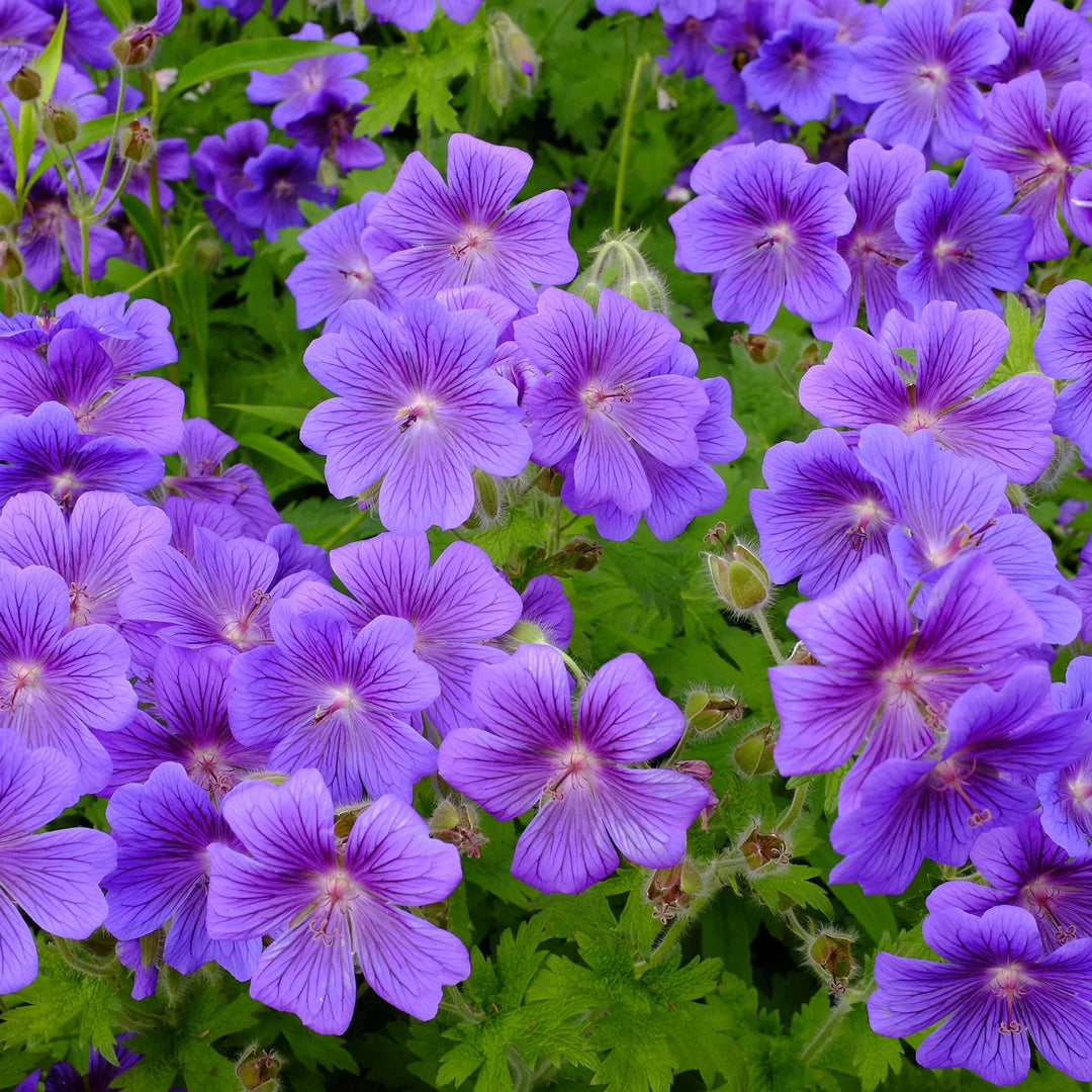 Geranium lilla blomsterfrø til plantning - 100 stk