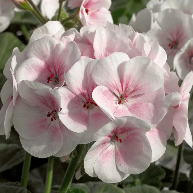 Fresh Geranium Flower Seeds for Planting, Light Pink 100 pcs