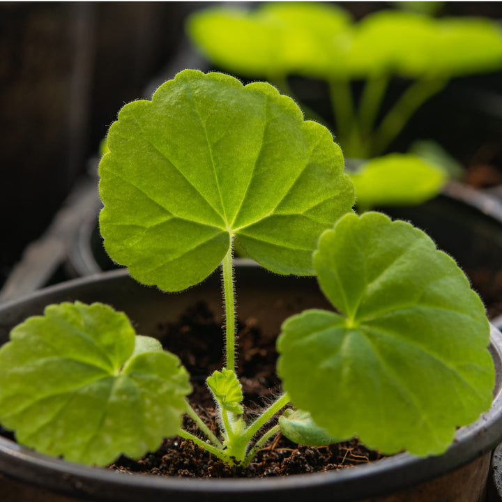 Geranium Blomsterfrø til Plantning Mørkegrønne 100 stk