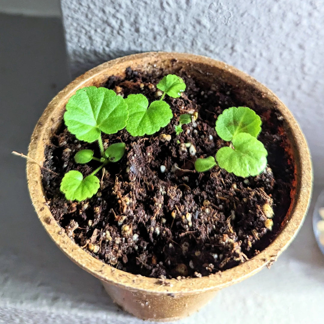 Geranium Blomsterfrø til Plantning Mørkegrønne 100 stk