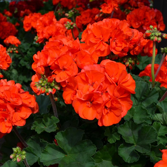 Orange Geraniums Heirloom Non-GMO Seeds for Planting