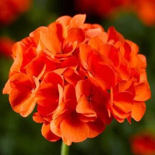 Mørke orange geranium blomsterfrø til plantning 100 stk