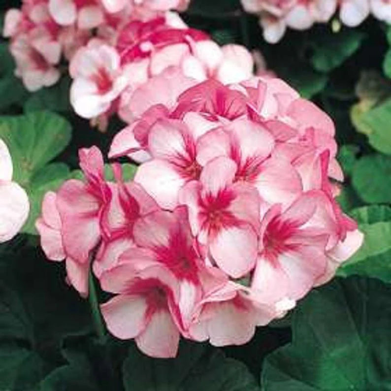 maverick white geranium seeds Maverick Star Geranium Flower Seeds for Planting – Heirloom Non-GMO Se – Neeraseeds