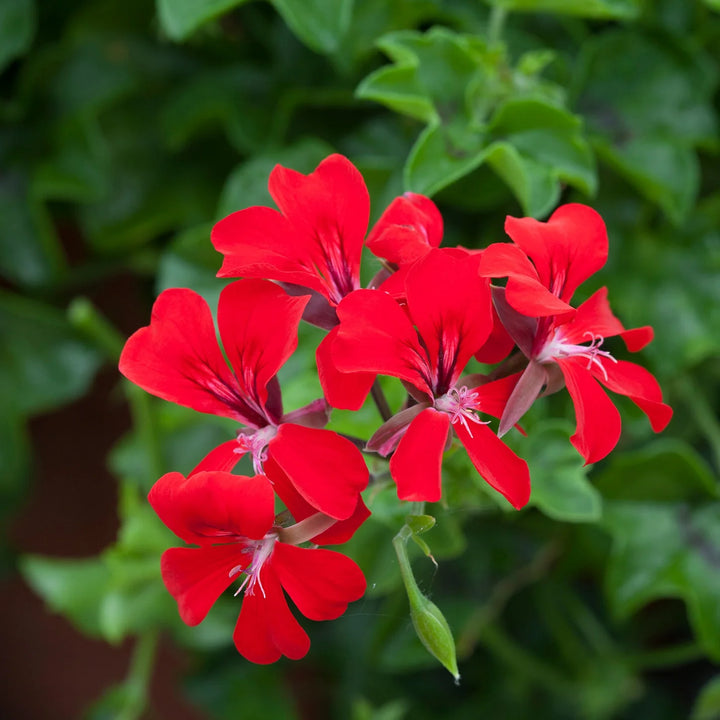 Heirloom Non-GMO Pelargonium Peltatum Flower Seeds for Planting – Trailing Geranium Seeds for Baskets & Borders