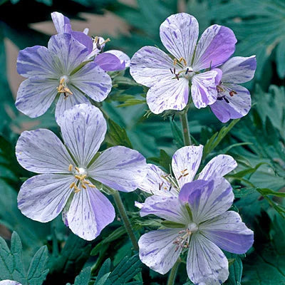Meadow Cranesbill Geranium Flower Seeds for Planting – Heirloom, Non-GMO, High Germination Organic Garden Seeds