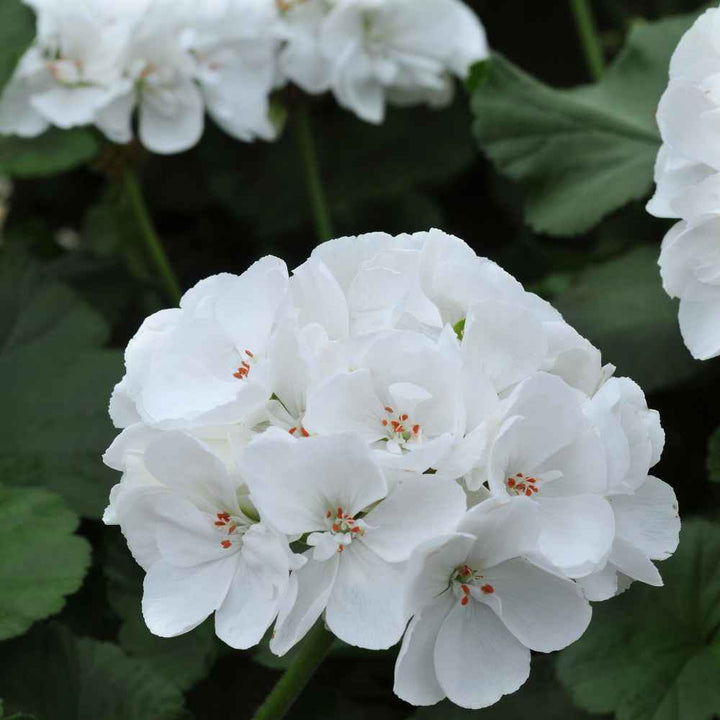 Geranium Blomsterfrø til udplantning -hvide 100 stk