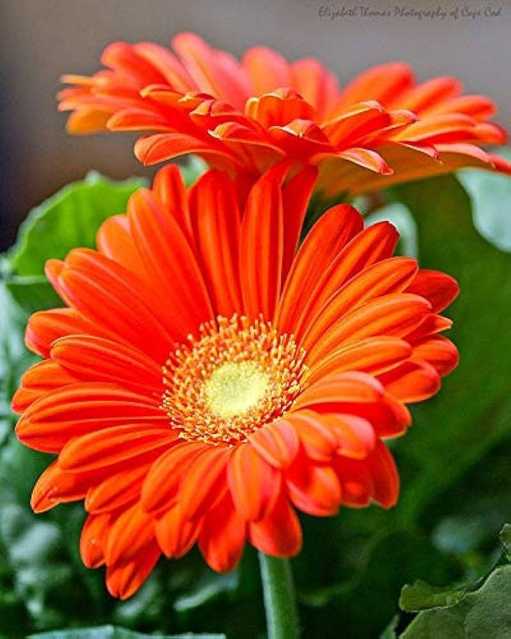 Gerbera Flower Seeds for Planting - Red 100 pcs