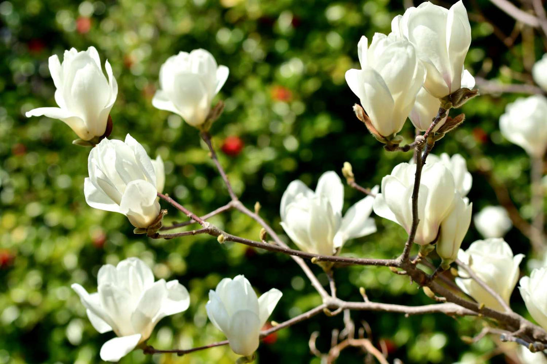 Heirloom Non-GMO Pink White Yulan Flower Seeds – Seeds for Planting | High Germination Organic Garden Seeds