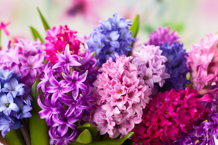Heirloom Non-GMO Multi-Colored Hyacinth Flower Seeds for Planting – Fragrant Spring Blooms