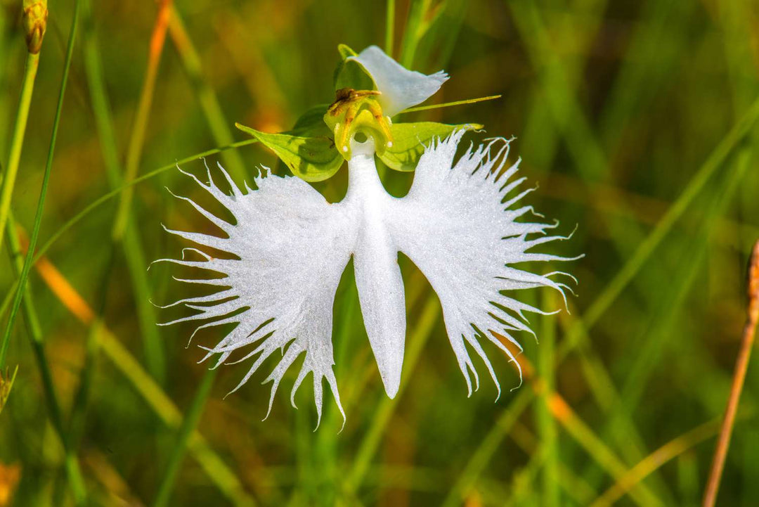 Egret Orkidé Blomsterfrø til udplantning - 100 stk