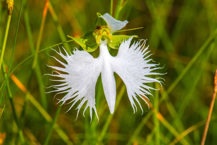 Egret Orchid Flower Seeds for Planting - 100 pcs